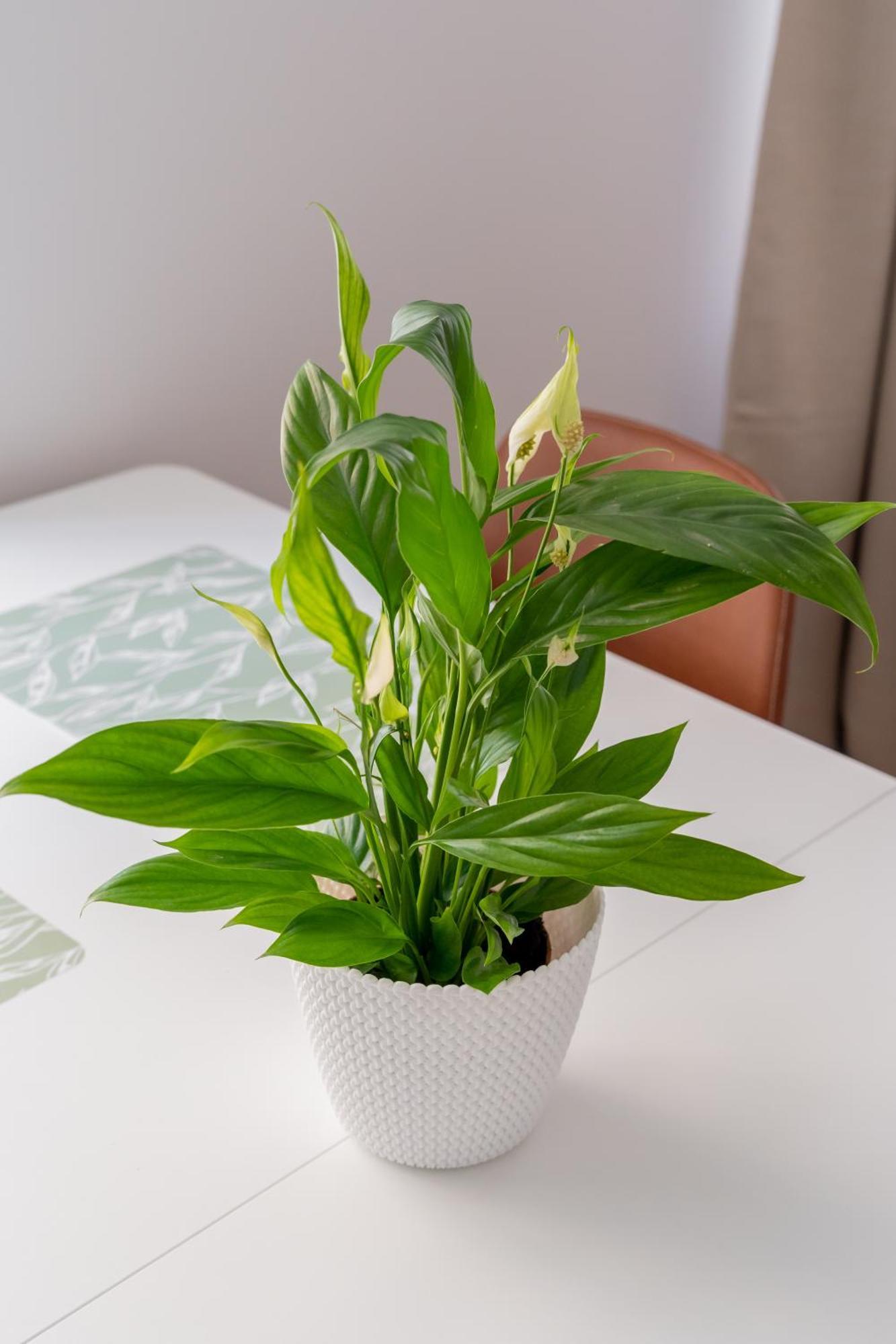 Spacious 1-Bedroom Apartment In The Heart Of Old Town Riga Kültér fotó